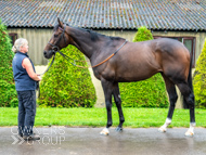 WG031025-63 - Jaramillo